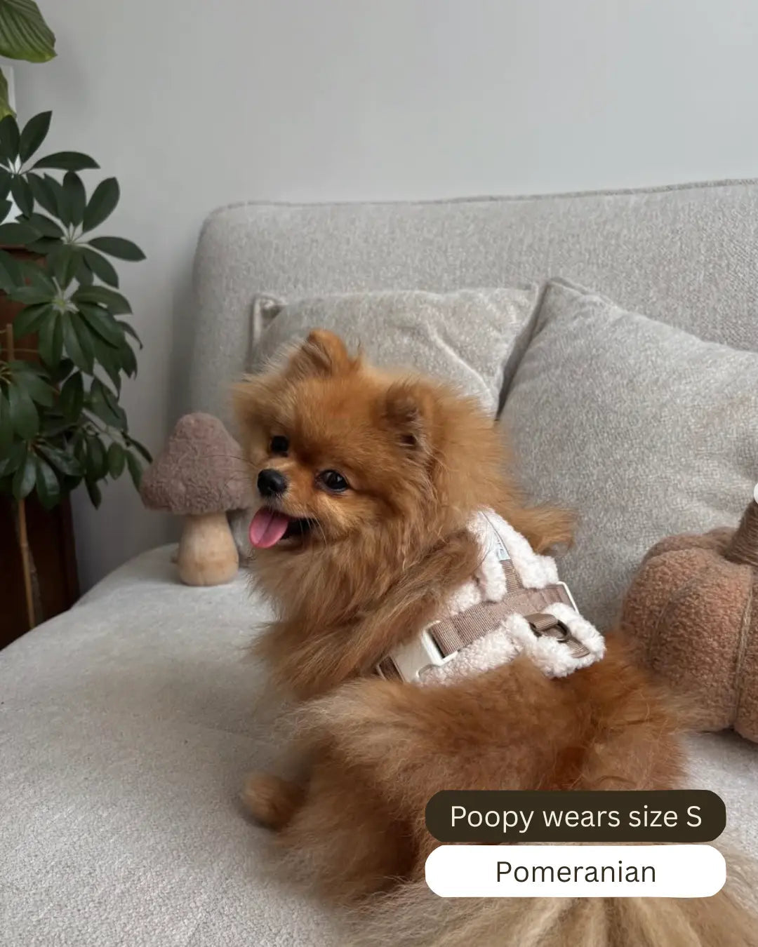 The Sherpa Bear Harness