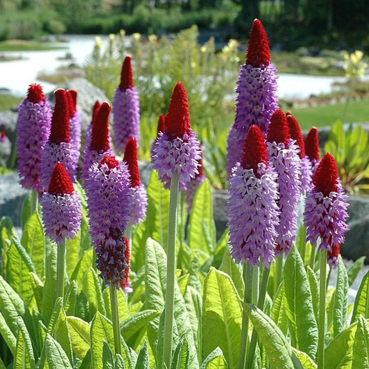 Primula vialii - Kaboutermuts