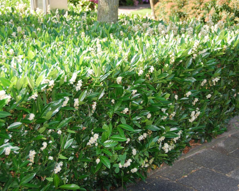 Prunus laurocerasus 'Otto Luyken' in pot - Laurier