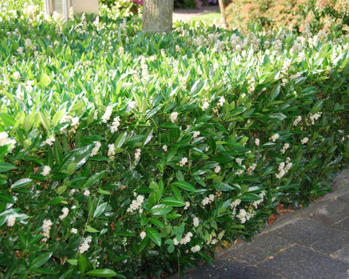 Prunus laurocerasus 'Otto Luyken' in pot - Laurier