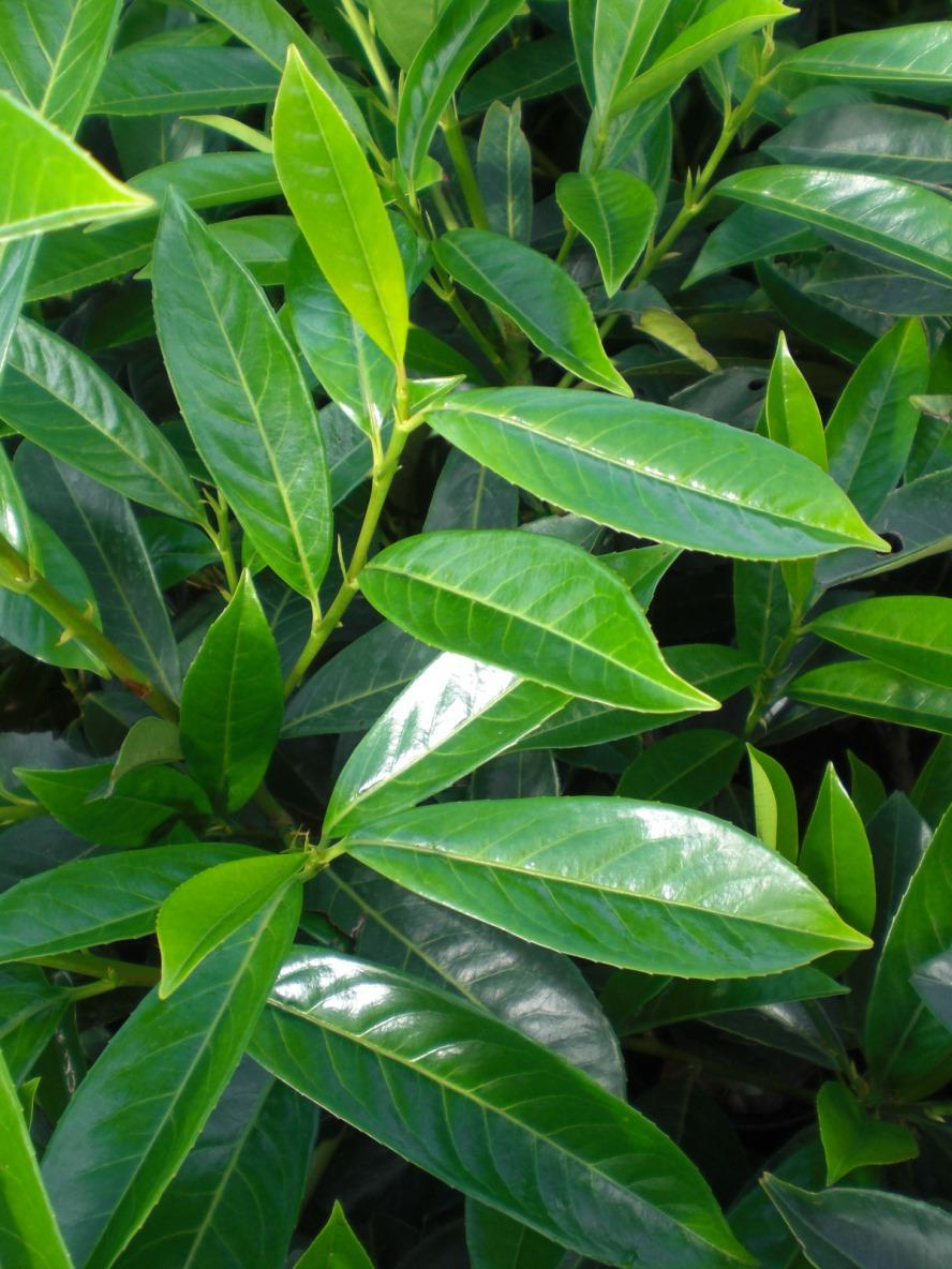 Prunus laurocerasus 'Caucasica' - Laurierkers-haag blote wortel