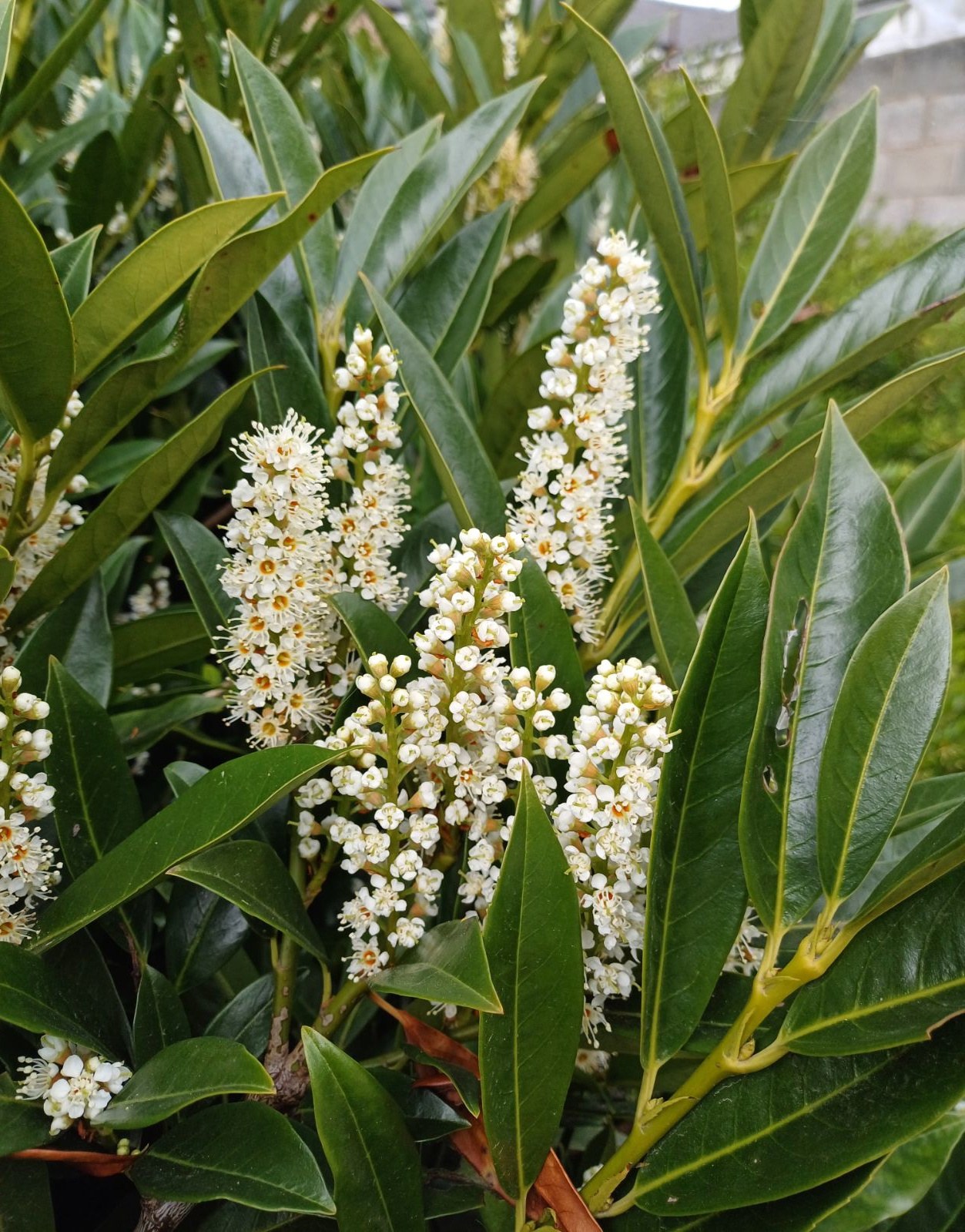 Prunus laurocerasus 'Caucasica' - Laurierkers-haag blote wortel