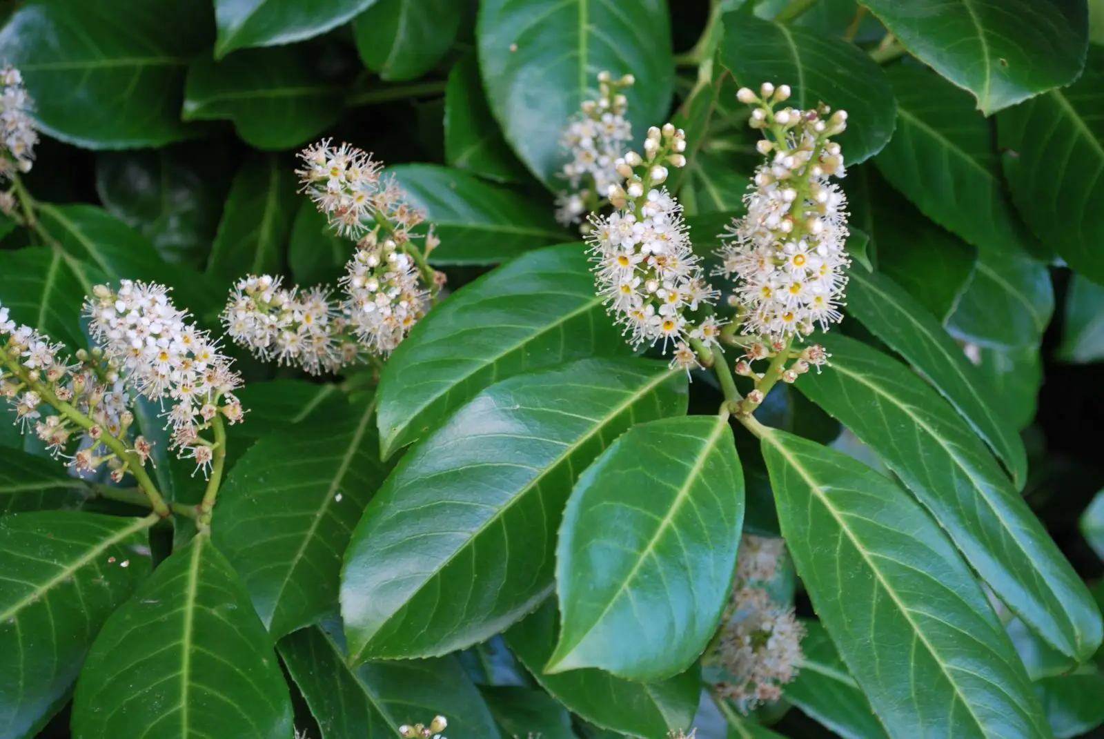Prunus laurocerasus 'Rotundifolia' - Laurierkers-haag blote wortel