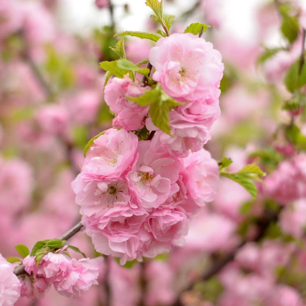 Prunus Triloba - Amandelboom op stam