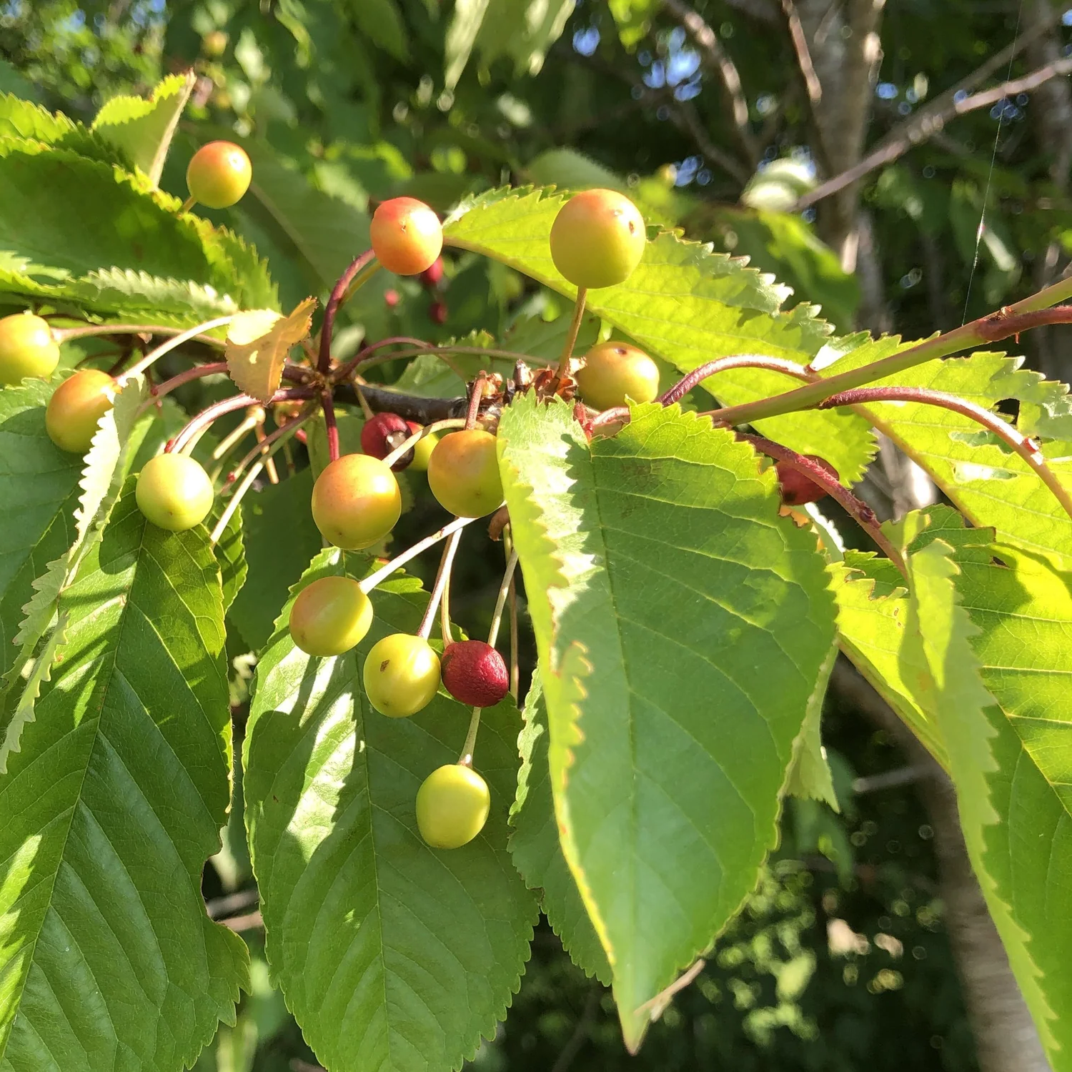 Prunus avium - Zoete kers blote wortel