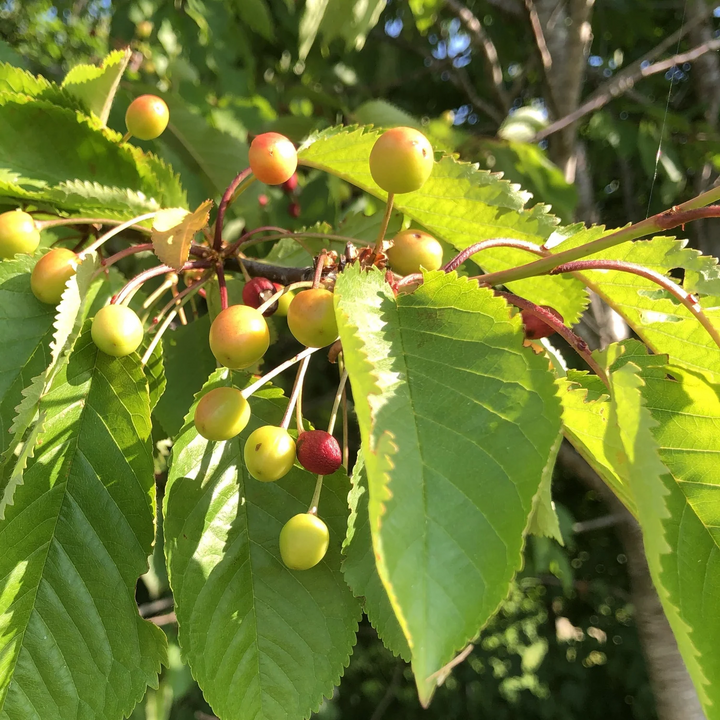Prunus avium - Zoete kers blote wortel