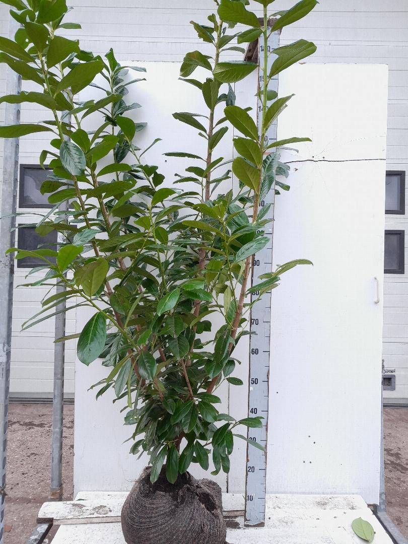 Prunus laurocerasus 'Novita' - Laurierhaag