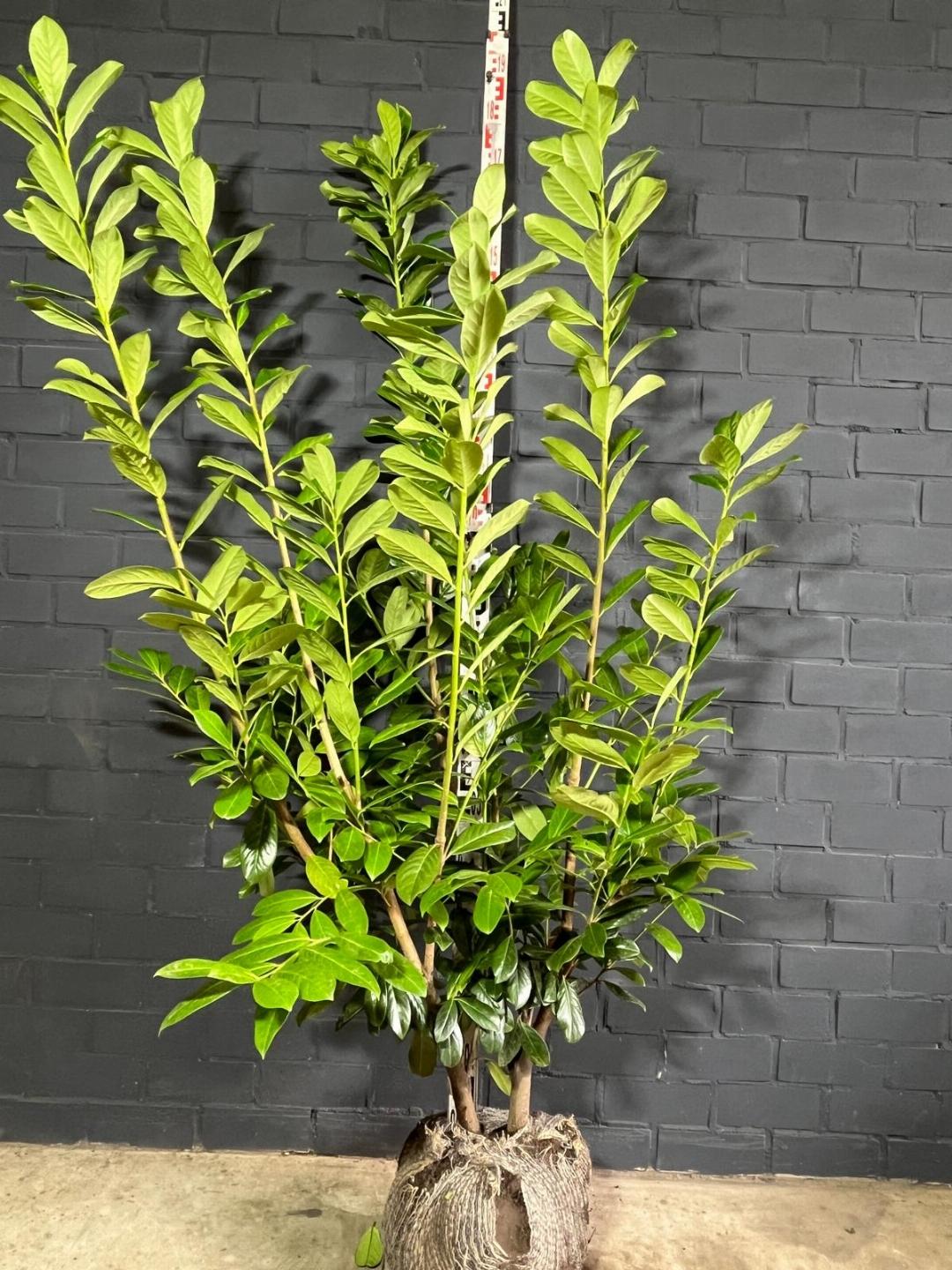 Prunus laurocerasus 'Novita' - Laurierhaag