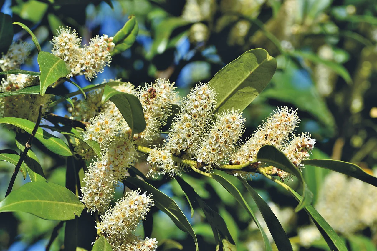 Prunus laurocerasus 'Novita' - Laurierhaag