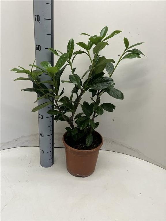 Prunus laurocerasus 'Novita' - Laurierhaag