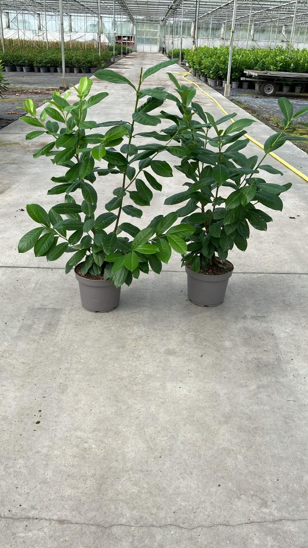 Prunus laurocerasus 'Novita' - Laurierhaag