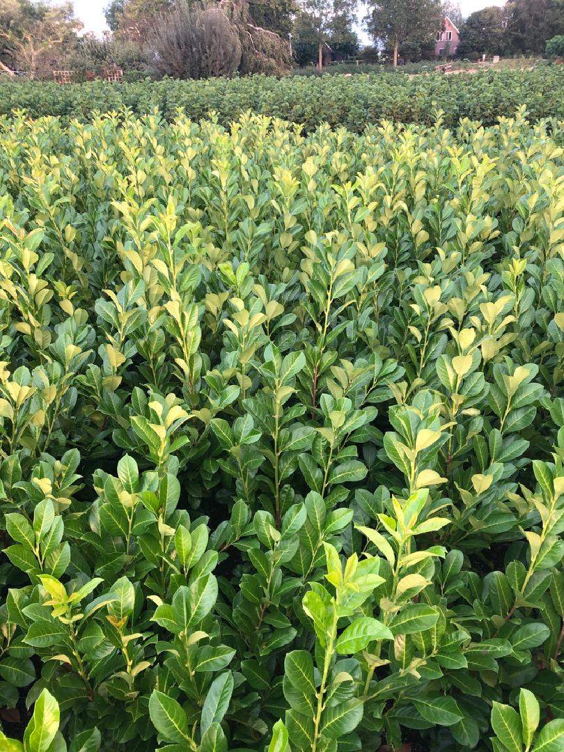 Prunus laurocerasus 'Rotundifolia' - Laurierkers-haag blote wortel