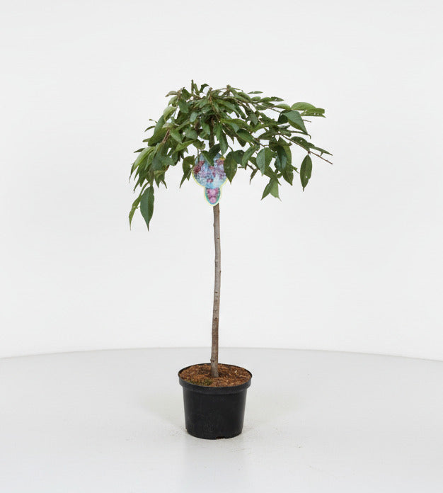 Prunus subhirtella 'Pendula Rubra' - Rode Treurkers op stam