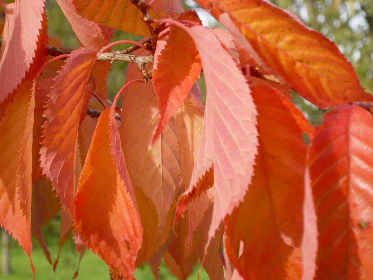 Prunus serrulata 'Kanzan' - Japanse Sierkers op stam