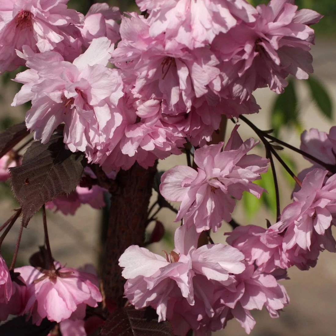 Prunus serrulata 'Royal Burgundy' - Japanse Sierkers op stam