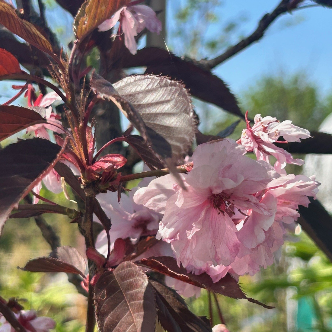 Prunus serrulata 'Royal Burgundy' - Japanse Sierkers op stam