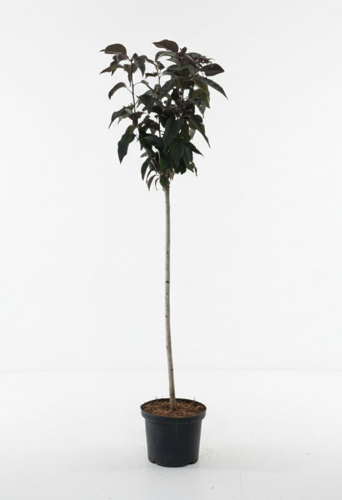 Prunus serrulata 'Royal Burgundy' - Japanse Sierkers op stam