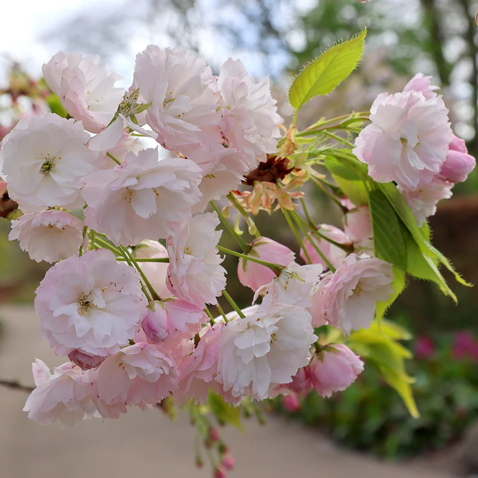 Prunus serrulata 'Shôgetsu' - Japanse Sierkers op stam