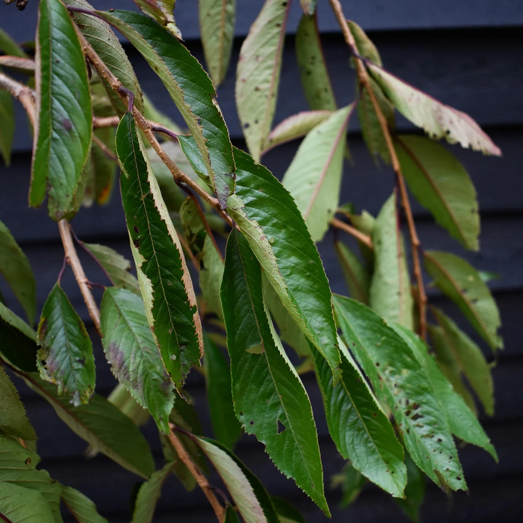 Prunus subhirtella 'Pendula Rubra' - Rode Treurkers op stam