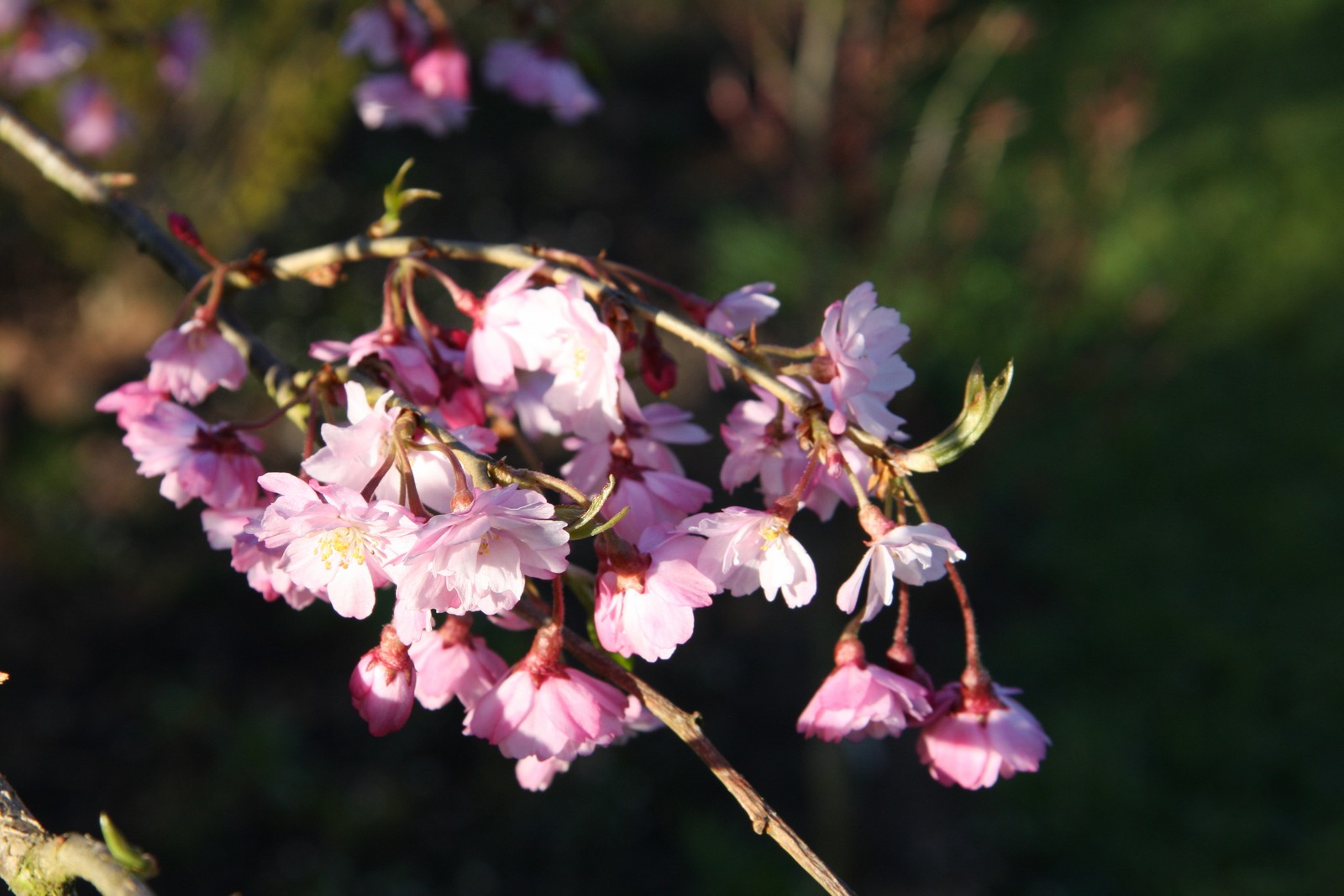 Prunus subhirtella 'Pendula Rubra' - Rode Treurkers op stam