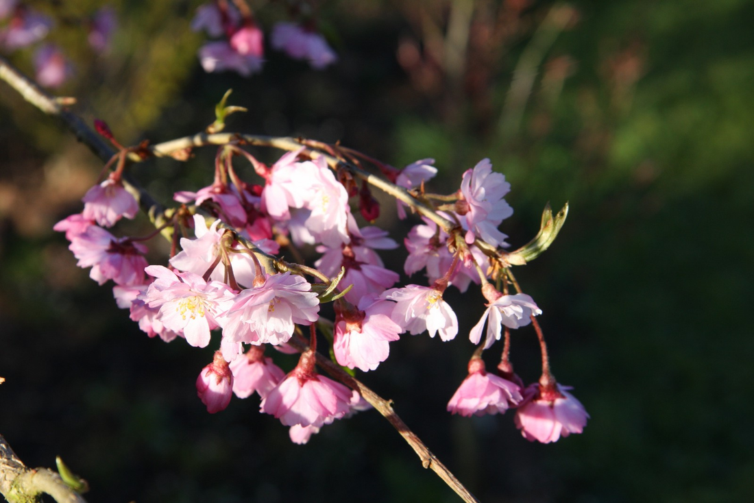 Prunus subhirtella 'Pendula Rubra' - Rode Treurkers op stam