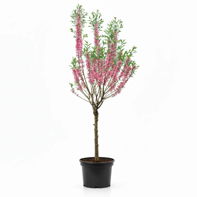 Prunus tenella 'Fire Hill' - Dwergamandel op stam