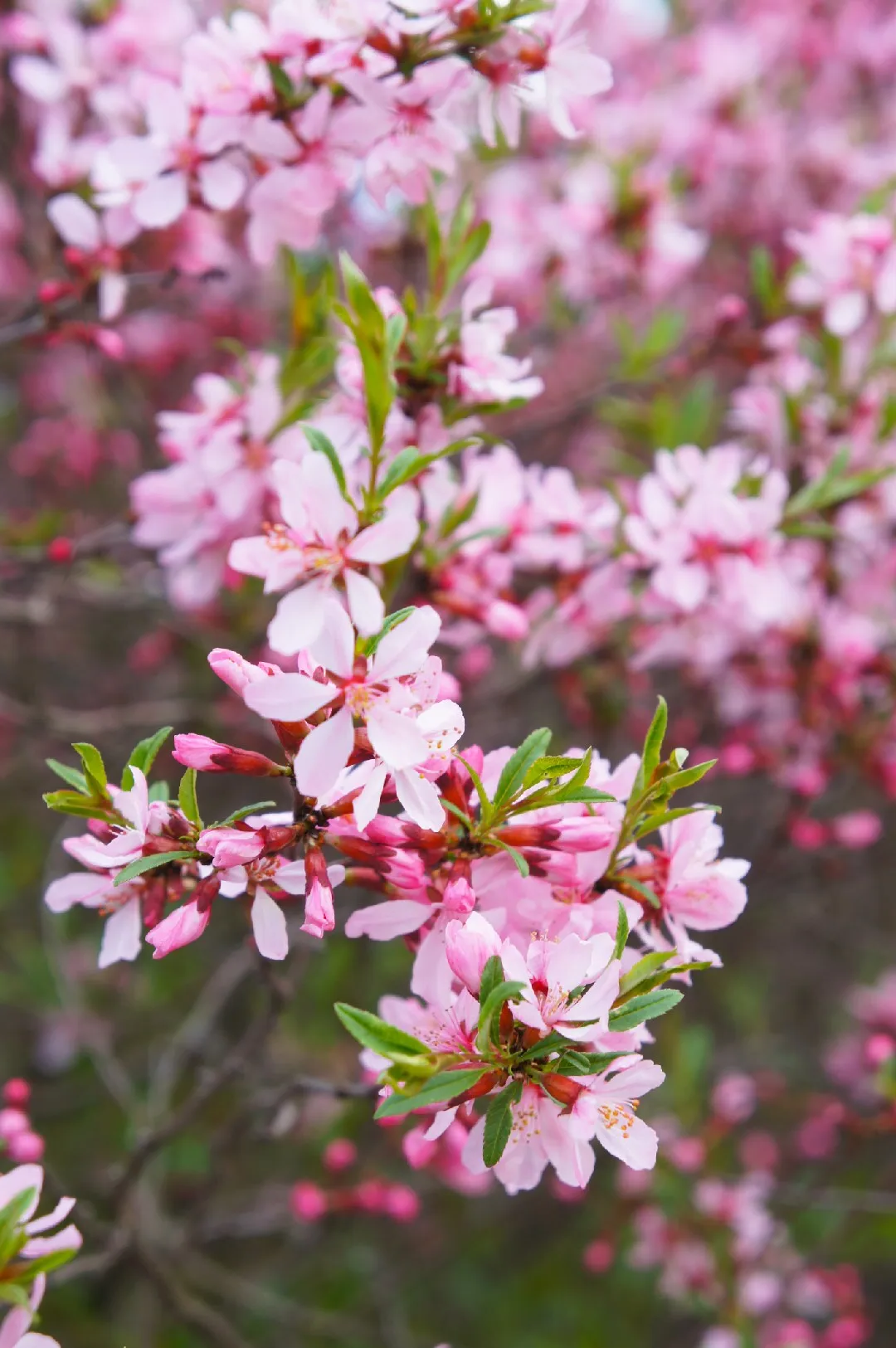 Prunus tenella 'Fire Hill' - Dwergamandel op stam