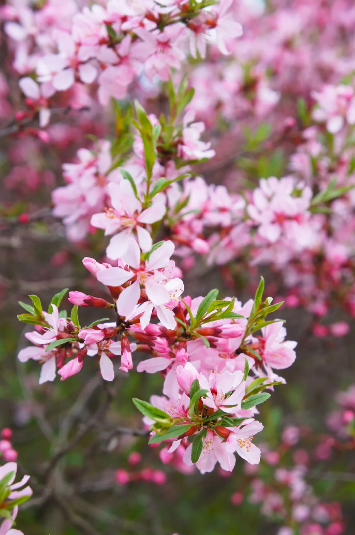 Prunus tenella 'Fire Hill' - Dwergamandel op stam