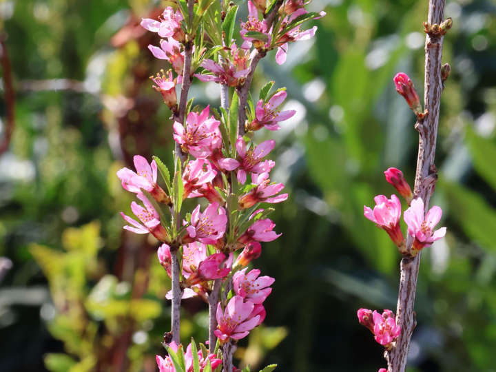 Prunus tenella 'Fire Hill' - Dwergamandel op stam