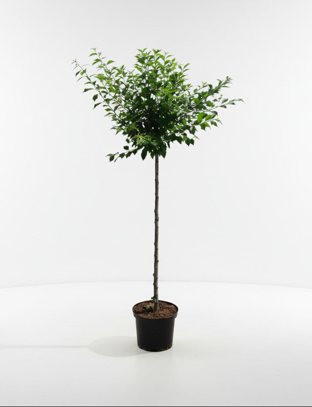 Prunus Triloba - Amandelboom op stam