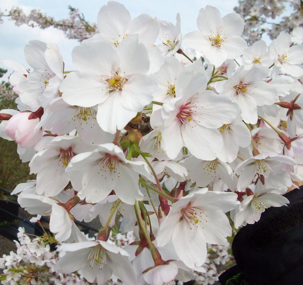 Prunus yedoensis 'Ivensii' - Treur Yoshinokers op stam