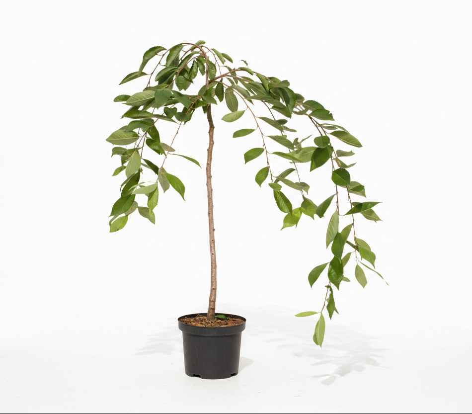 Prunus yedoensis 'Ivensii' - Treur Yoshinokers op stam