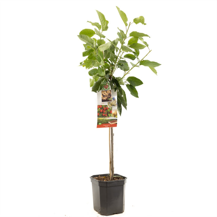 Prunus avium Stella - Rode zoete kers laagstam