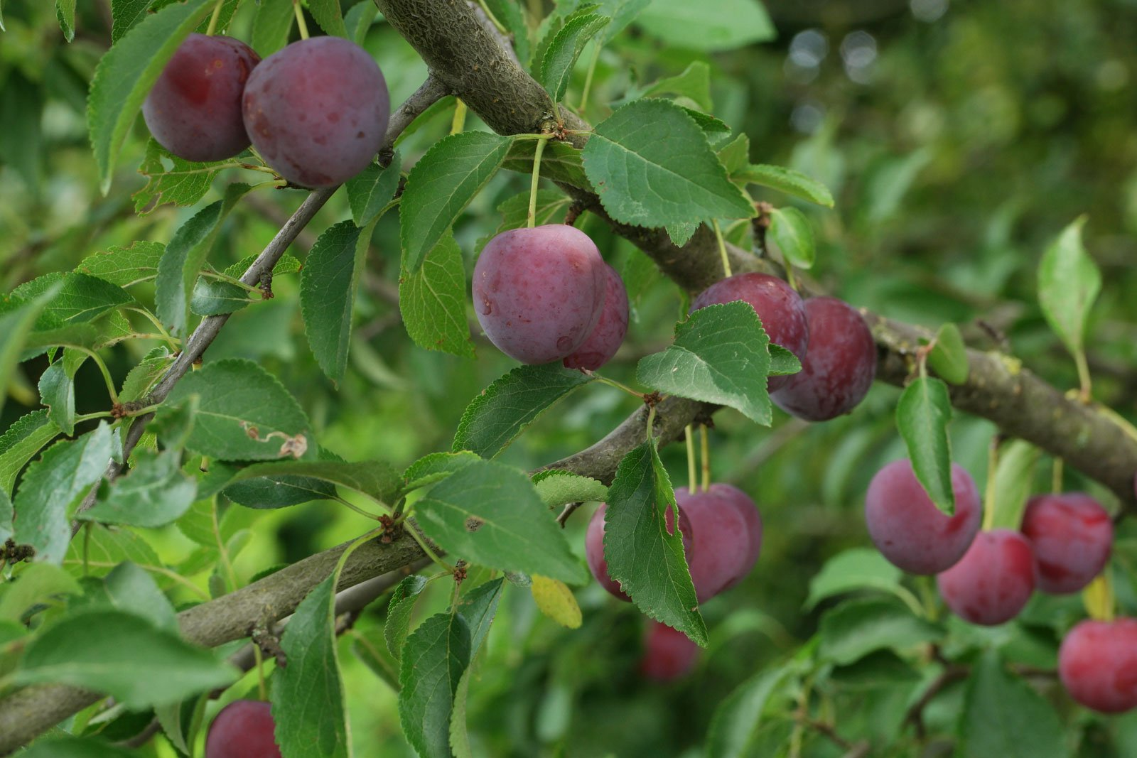 Prunus cerasifera - Kerspruimhaag blote wortel