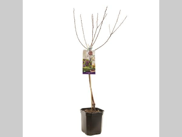 Prunus domestica Opal - Blauwe pruim dubbele u leivorm