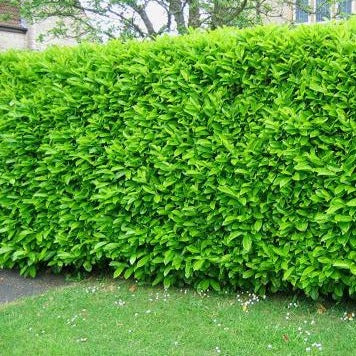 Prunus laurocerasus ‘Rotundifolia’ - Laurierkers haagplant