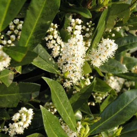 Prunus laurocerasus 'Caucasica' -Laurierkers