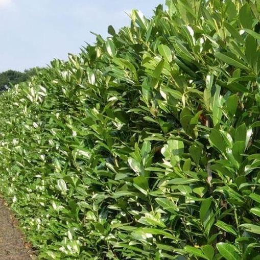 Prunus laurocerasus 'Caucasica' - Laurierhaag met kluit