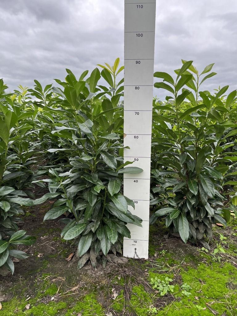 Prunus laurocerasus Genolia kluit 60-80cm