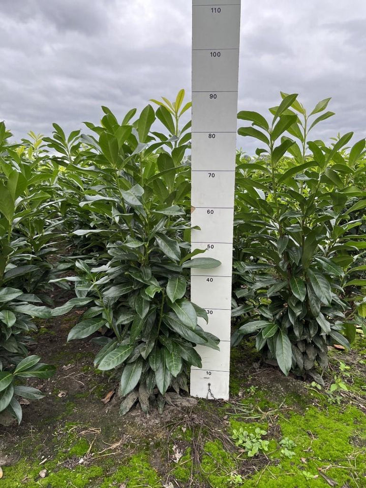Prunus laurocerasus Genolia kluit 60-80cm