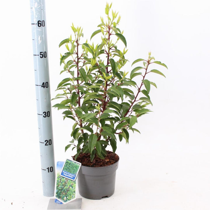 Prunus lusitanica 'Angustifolia' -Portugese Laurierhaag pakket 10 meter