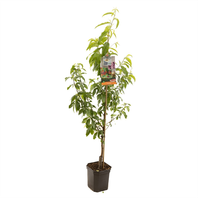Prunus persica Peregrine - perzik laagstam