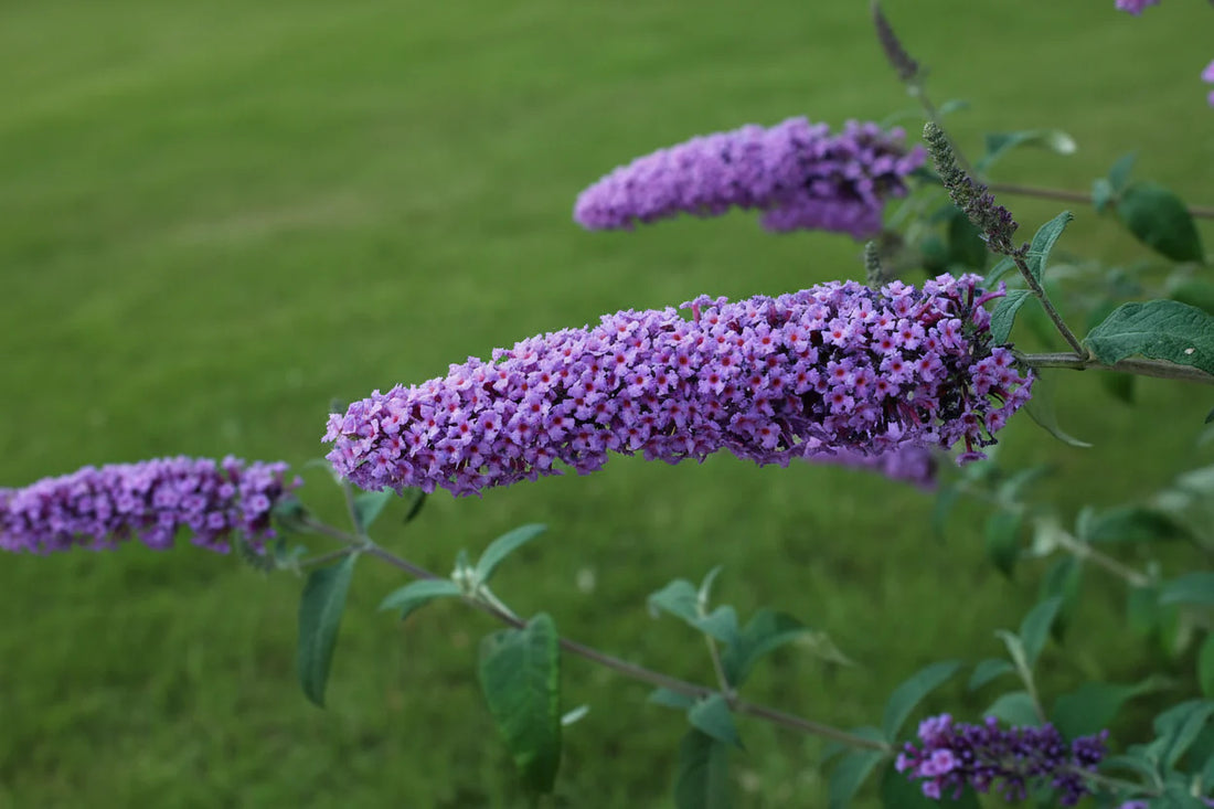 Buddleja 'Purple Chip' - Dwergvlinderstruik paars