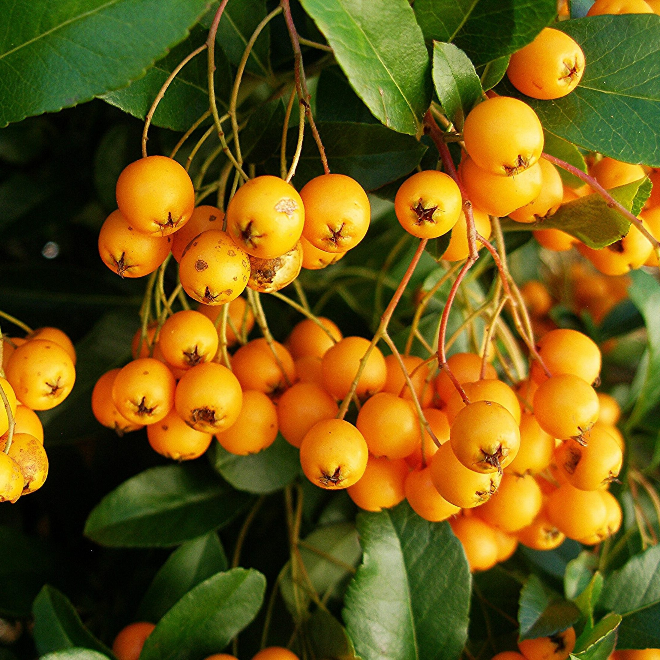 Pyracantha 'Golden Charmer' - Vuurdoorn