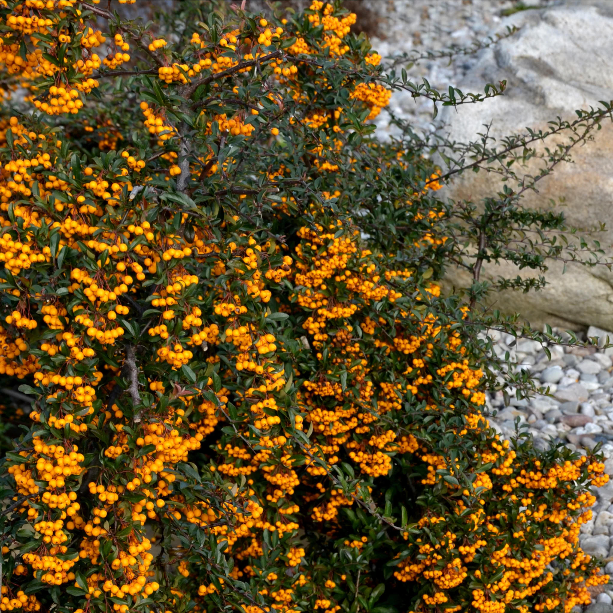 Pyracantha 'Golden Charmer' - Vuurdoorn