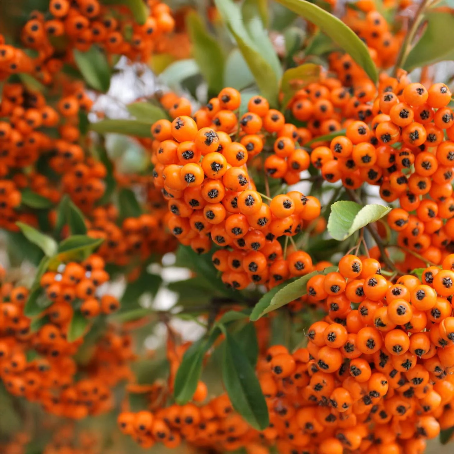 Pyracantha 'Orange Glow' - Vuurdoorn