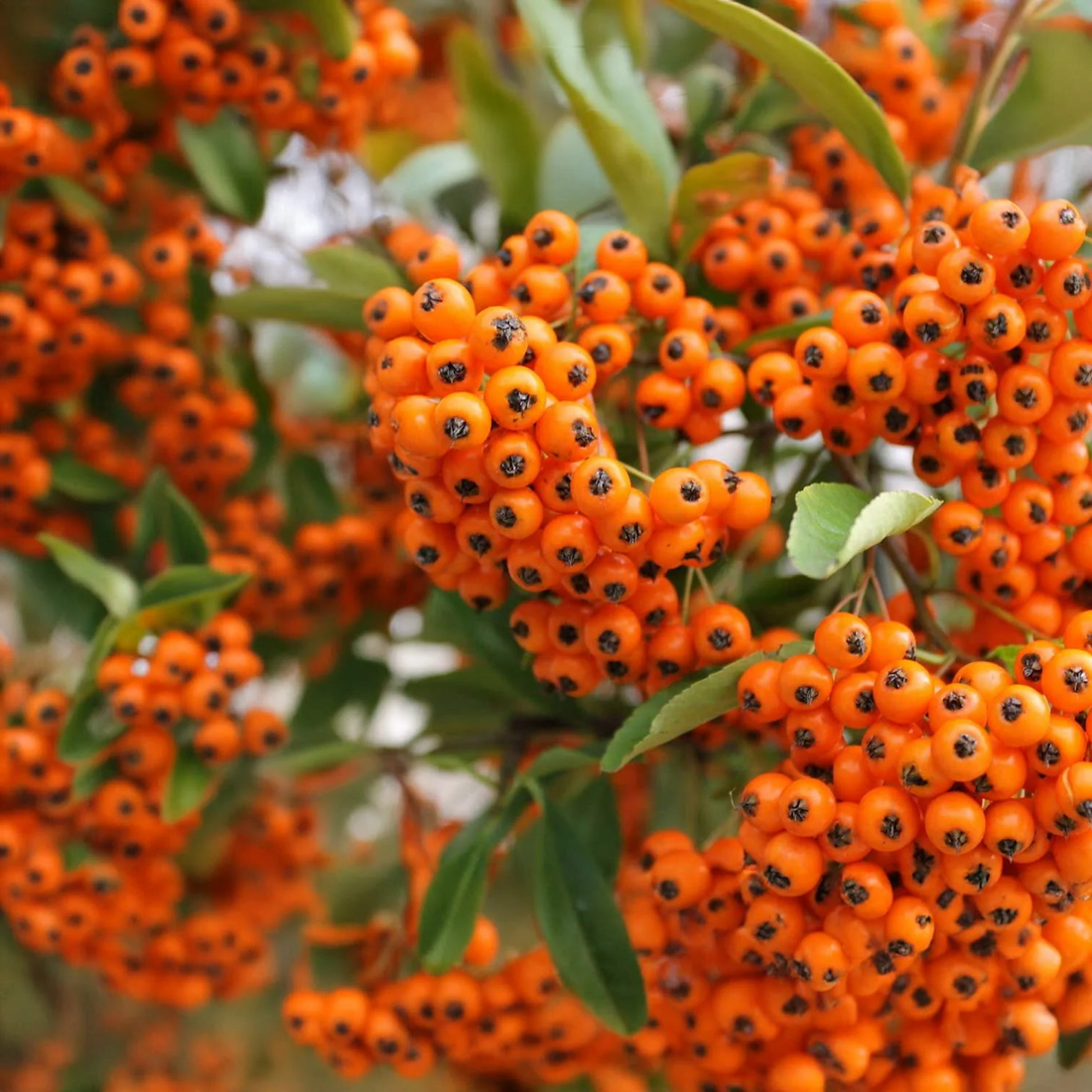 Pyracantha 'Orange Glow' - Vuurdoorn