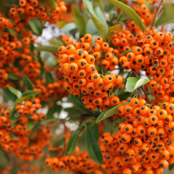 Pyracantha 'Orange Glow' - Vuurdoorn