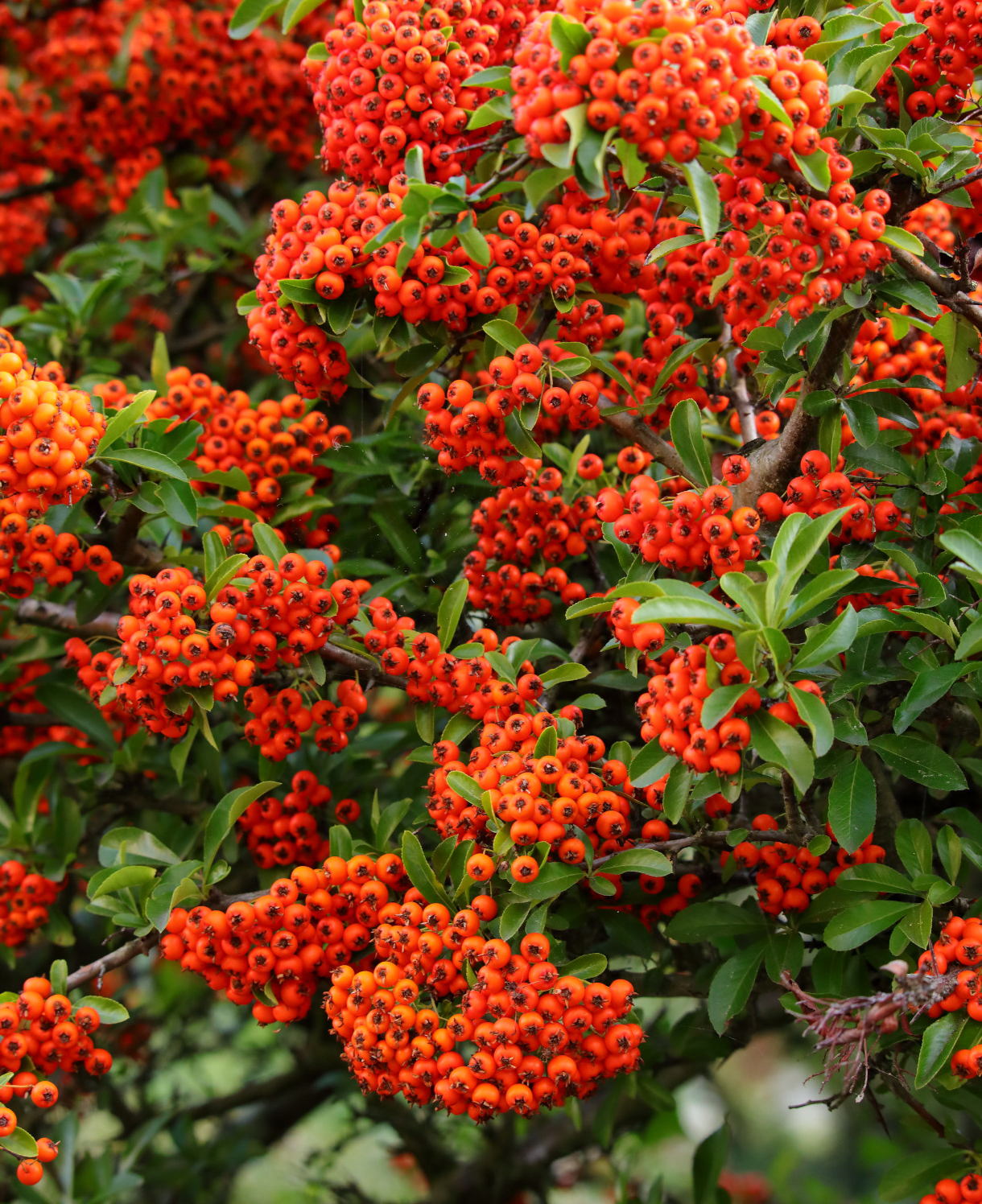 Pyracantha 'Orange Glow' - Vuurdoorn