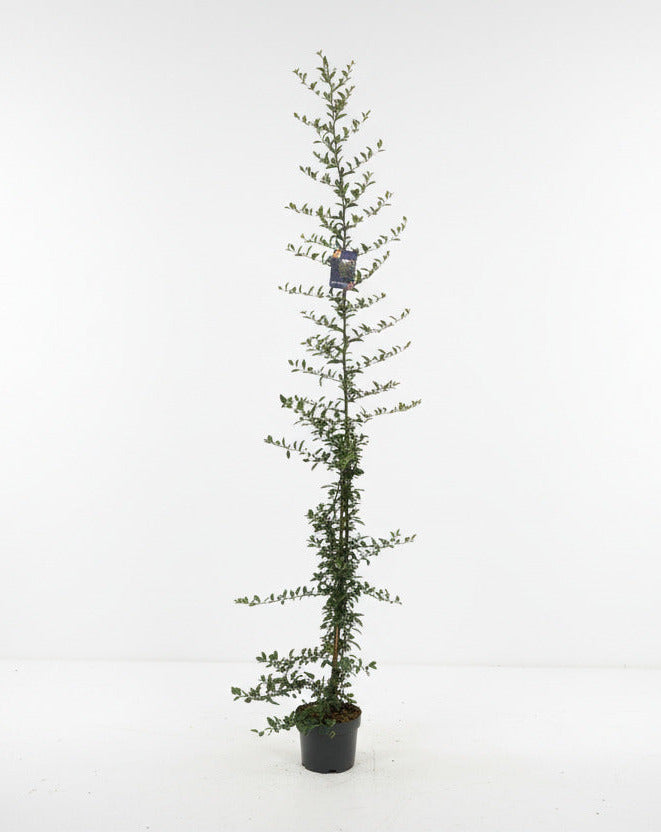 Pyracantha 'Soleil d'Or' - Vuurdoorn